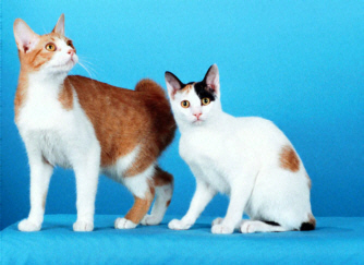 japanese bobtail kittens for sale